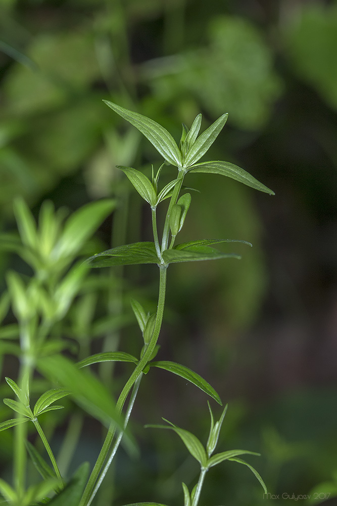 Изображение особи Galium boreale.