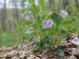 род Viola. Цветущее растение. Амурская обл., Хинганский заповедник, отроги Малого Хингана, басс. р. Дыроватка, смешанный лес на водоразделе. 20.05.2022.