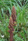 Orobanche laxissima