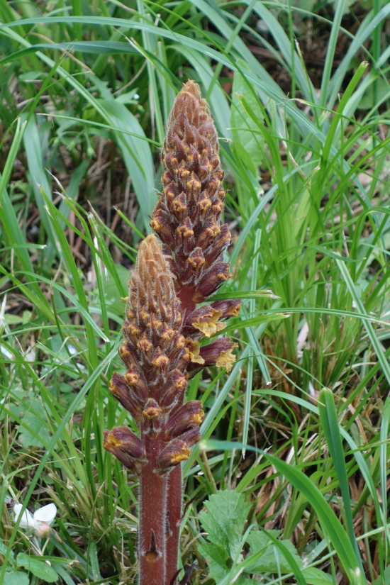 Изображение особи Orobanche laxissima.