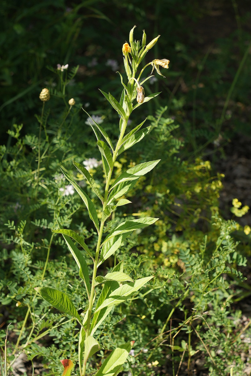 Изображение особи Oenothera biennis.