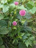 Astrantia maxima