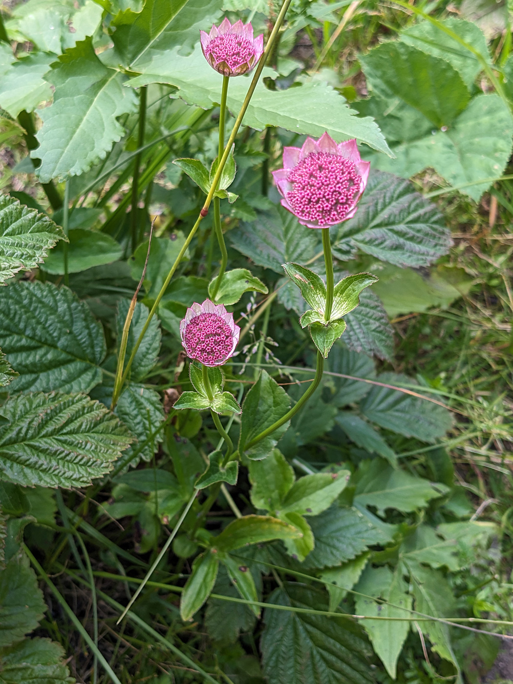 Image of Astrantia maxima specimen.