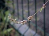 Fallopia convolvulus. Соплодие. Пермский край, г. Пермь, Ленинский р-н, газон, сорное. 26.08.2023.