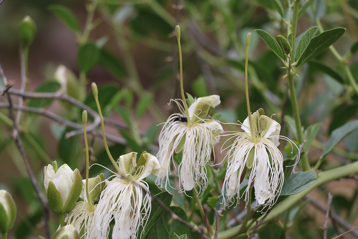 Изображение особи Capparis spinosa.