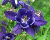 Aquilegia vulgaris. Цветок. Московская обл., Одинцовский р-н, г. Кубинка, сквер. 24.05.2010.