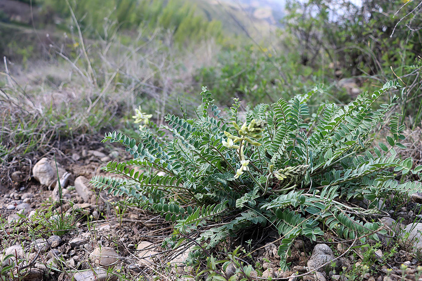 Image of Oxytropis macrocarpa specimen.