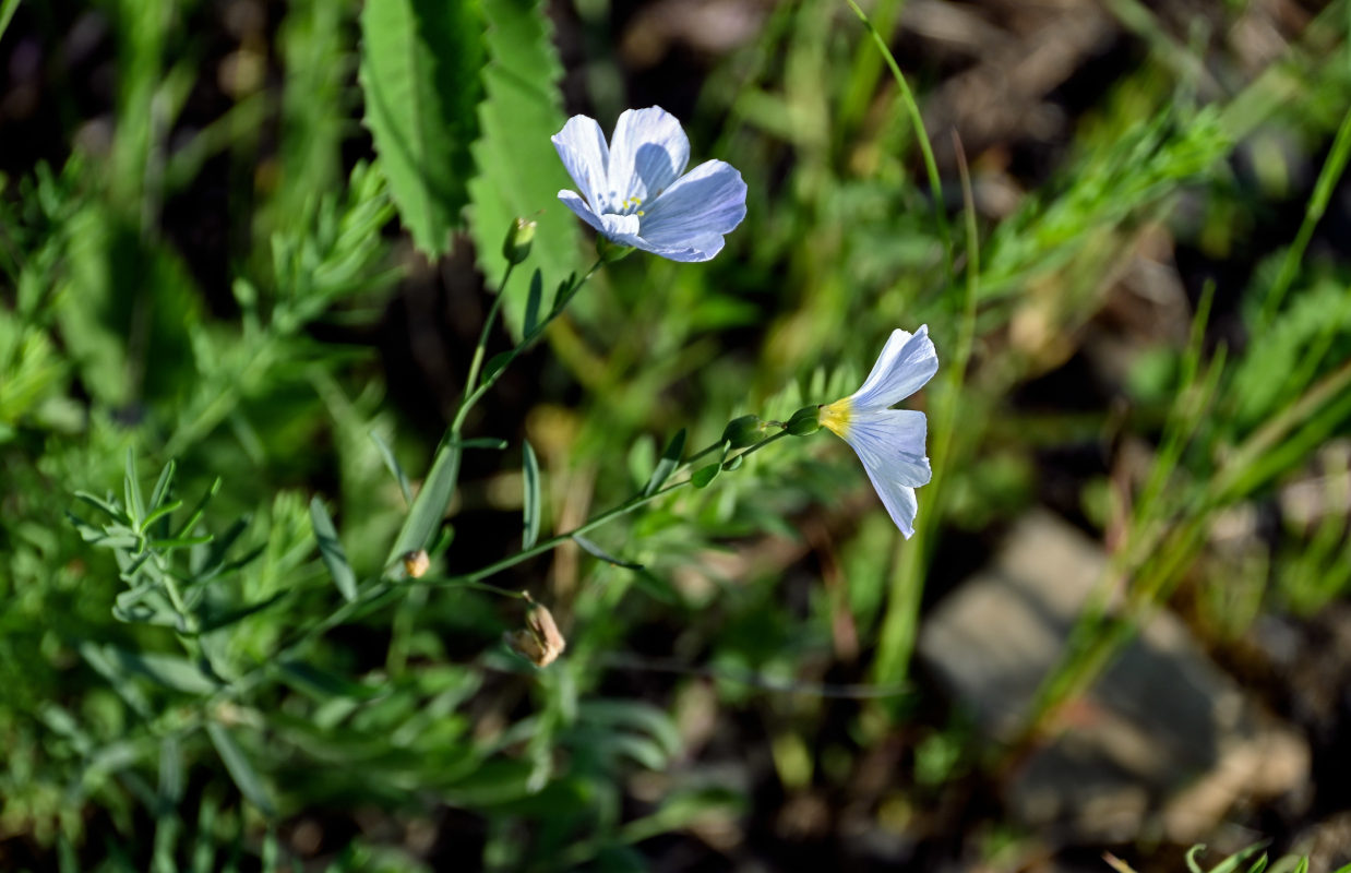 Image of genus Linum specimen.