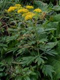 Senecio cannabifolius