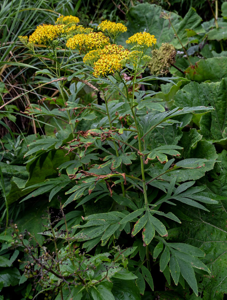 Изображение особи Senecio cannabifolius.