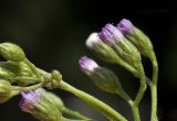 Cyanthillium cinereum
