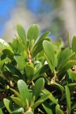 Arctostaphylos uva-ursi. Верхушки отцветших побегов. Ленинградская обл., Выборгский р-н, вост. берег Ермиловского залива, крутой склон из моренных отложений над пляжем, опушка леса. 11.06.2023.