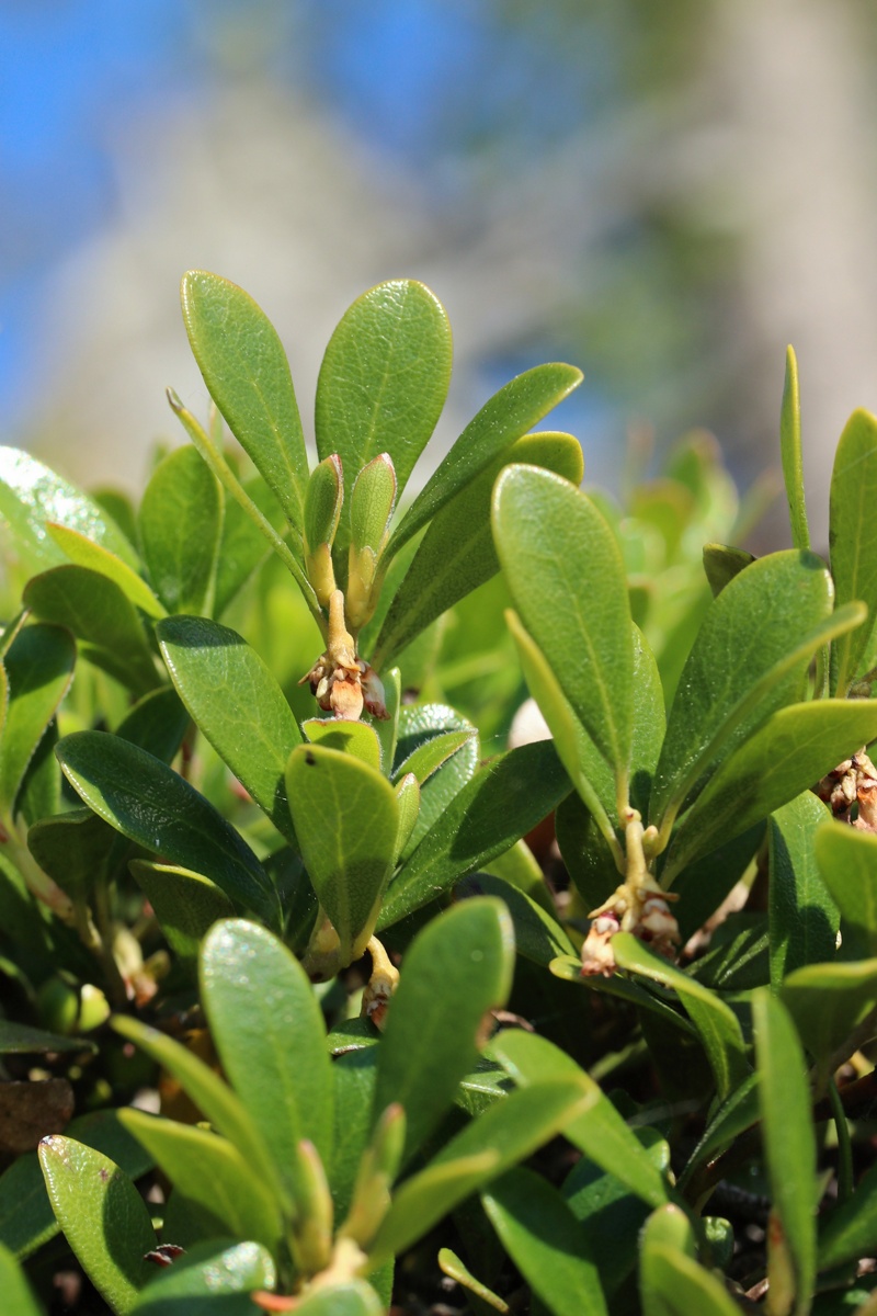 Изображение особи Arctostaphylos uva-ursi.