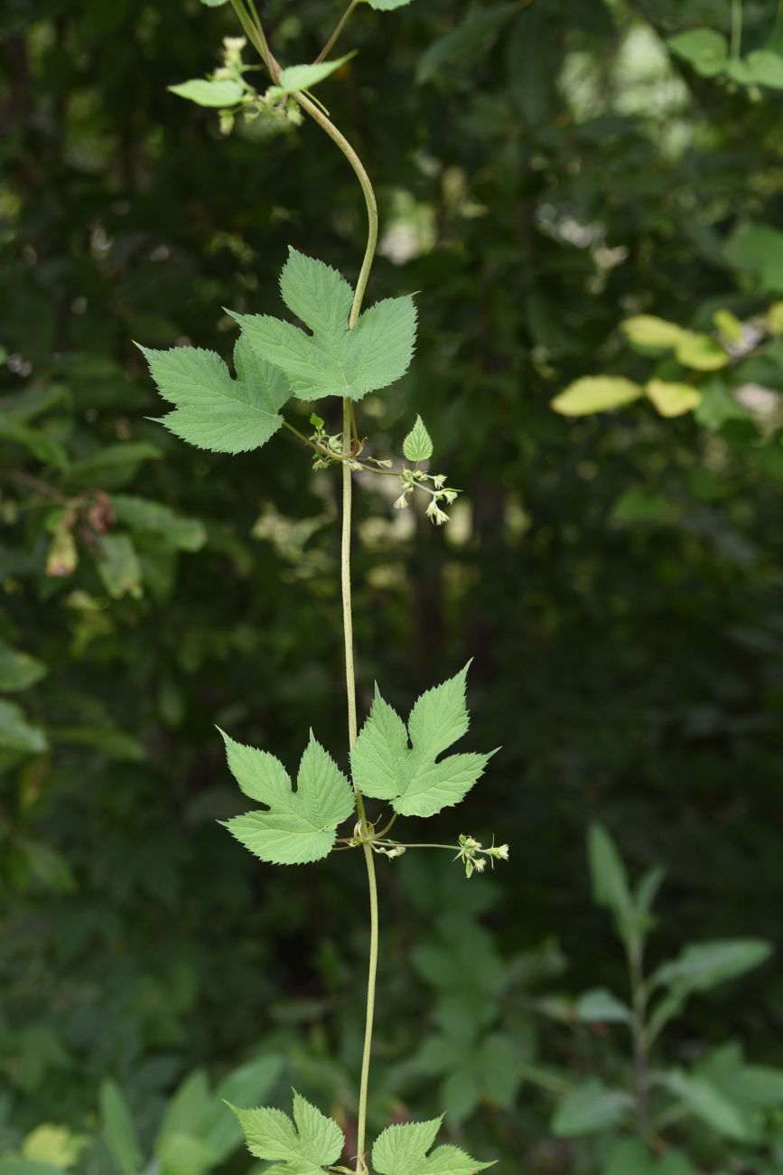 Изображение особи Humulus lupulus.