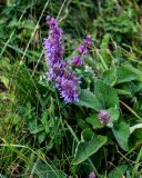 Salvia verticillata