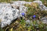 Gentiana septemfida. Цветущие растения. Адыгея, Кавказский биосферный заповедник, западная сторона горы Нагай-Кош, луг. 16 августа 2023 г.