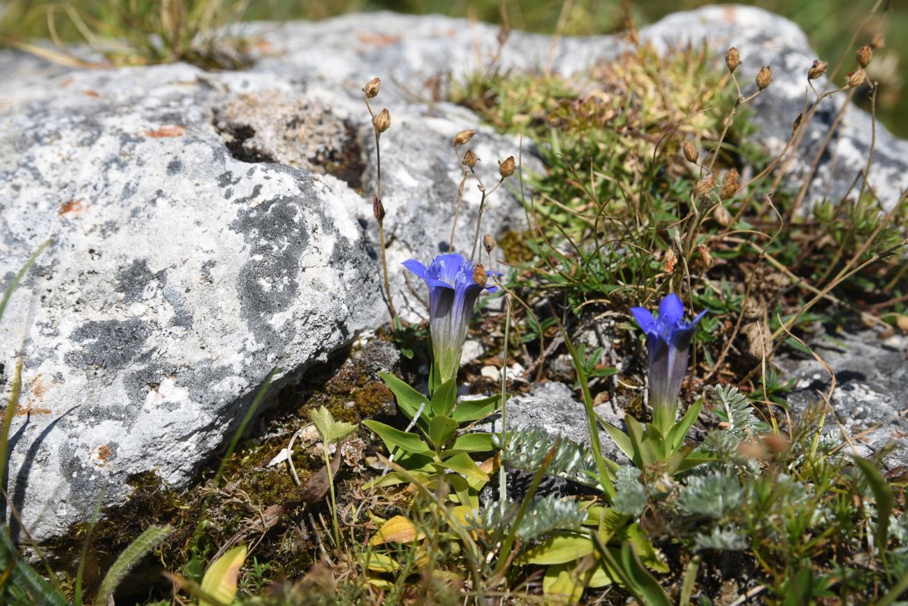 Изображение особи Gentiana septemfida.