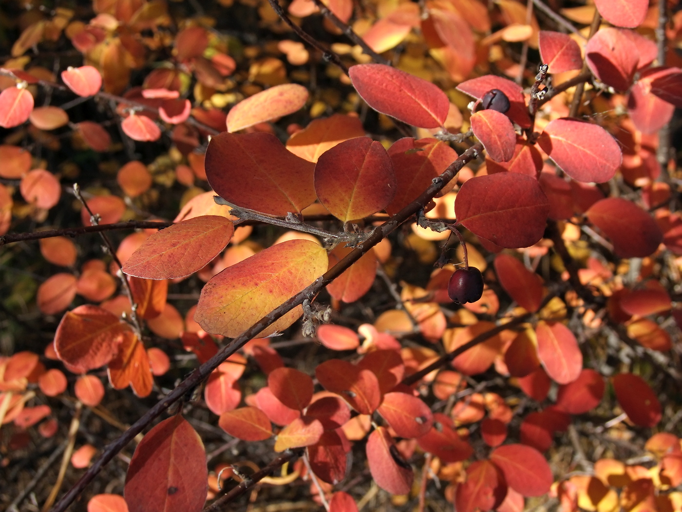 Изображение особи Cotoneaster melanocarpus.