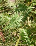 Cirsium obvallatum