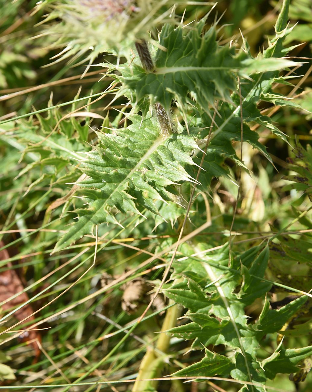 Image of Cirsium obvallatum specimen.