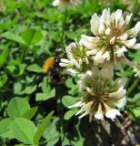 Trifolium repens. Соцветия. Коми, окр. г. Сыктывкар, пос. Еляты, песчаный берег оз. Еляты. 14.06.2010.