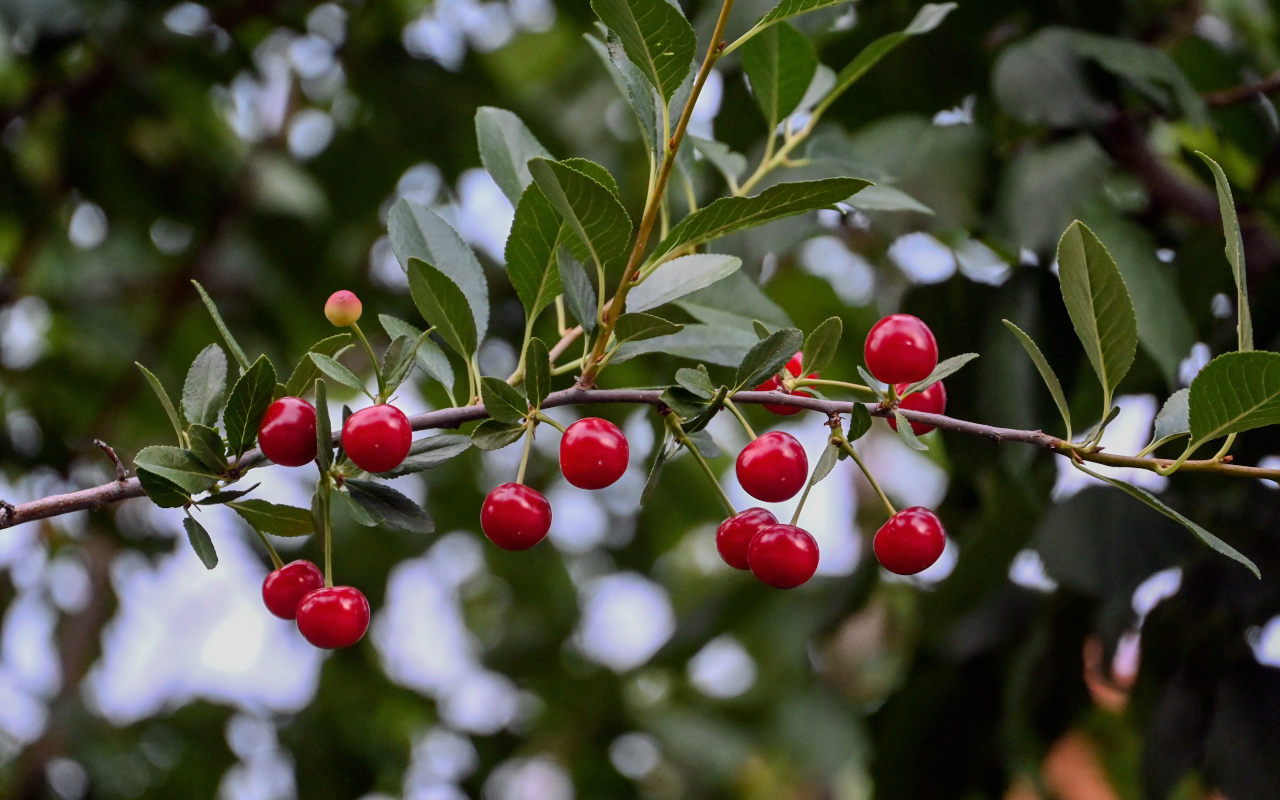 Изображение особи Cerasus vulgaris.