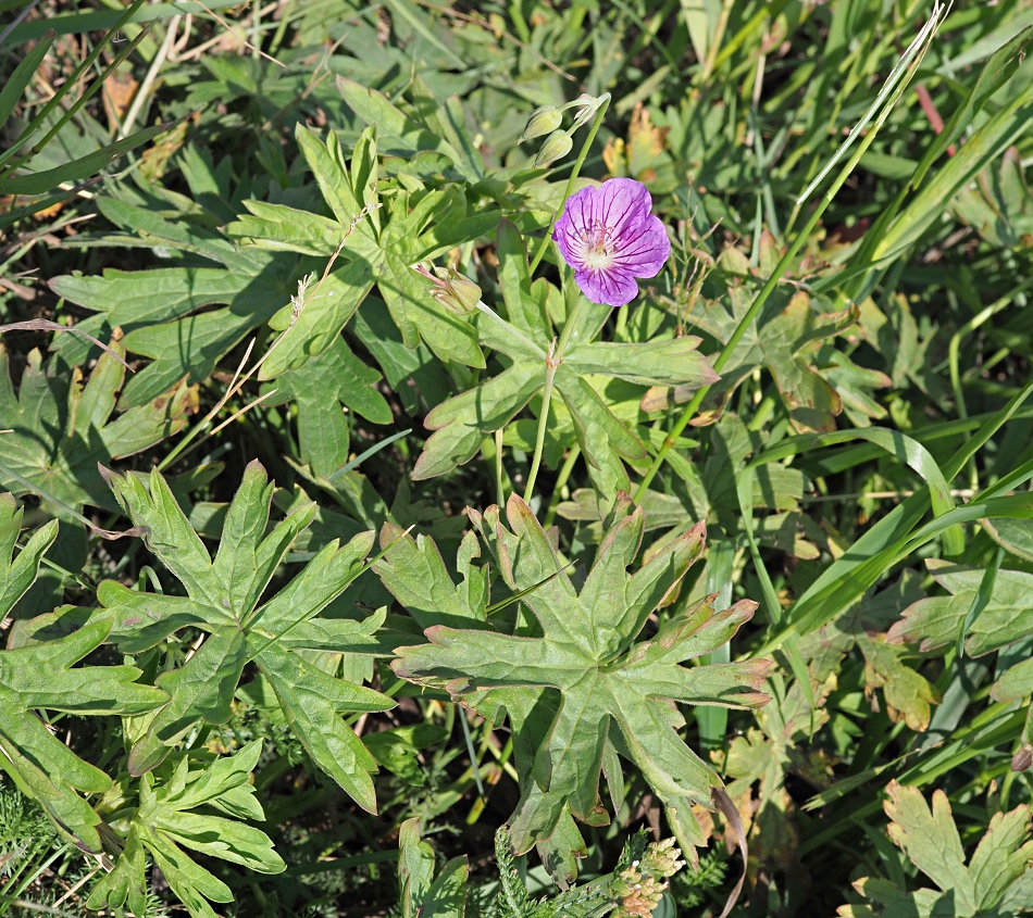 Image of Geranium collinum specimen.