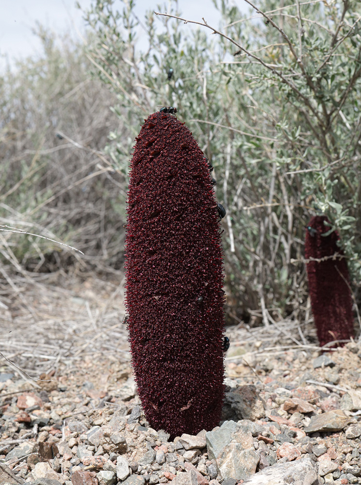 Image of Cynomorium songaricum specimen.