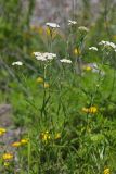 Achillea millefolium