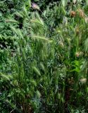 Hordeum murinum