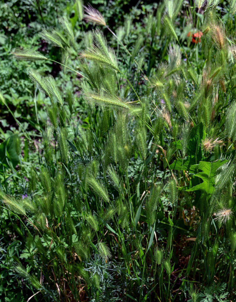 Изображение особи Hordeum murinum.