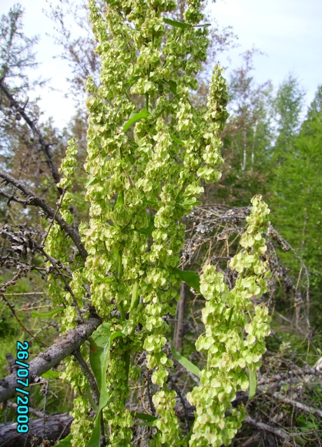 Image of Rumex aquaticus specimen.