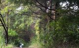 Cedrus deodara