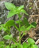 Theligonum cynocrambe. Верхушка растения. Южный Берег Крыма, окр. пгт Гурзуф, ур. Мертвая долина. 10.04.2007.