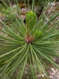 Pinus pallasiana