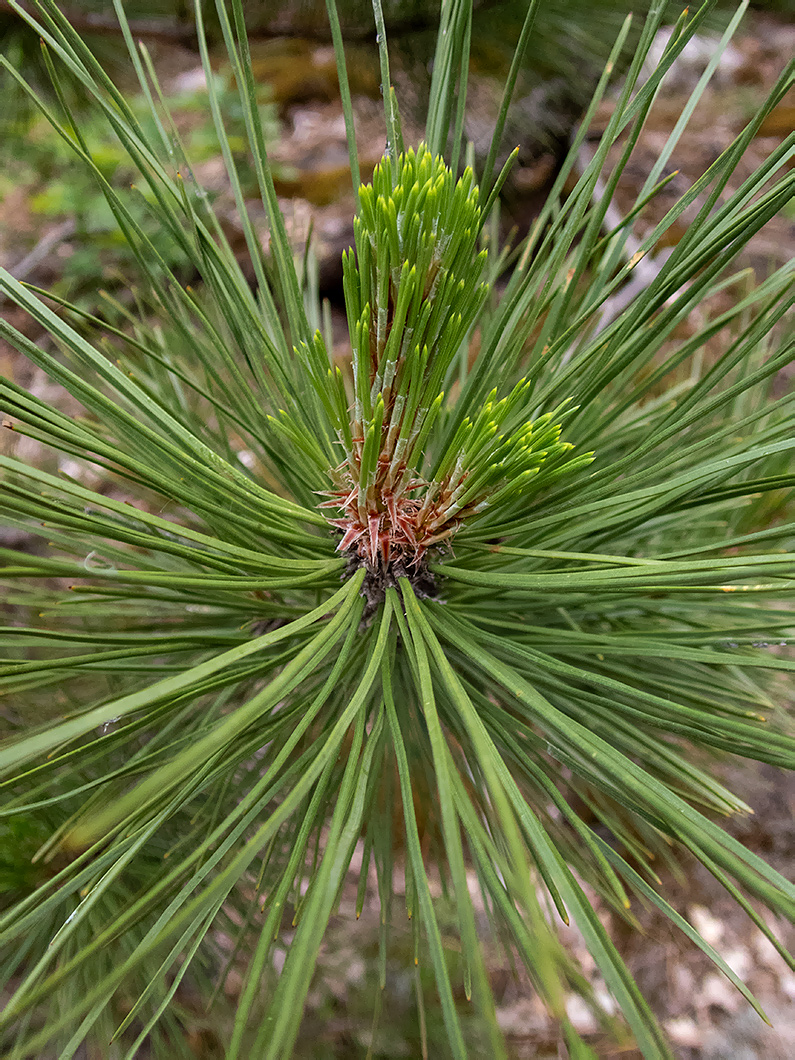 Image of Pinus pallasiana specimen.