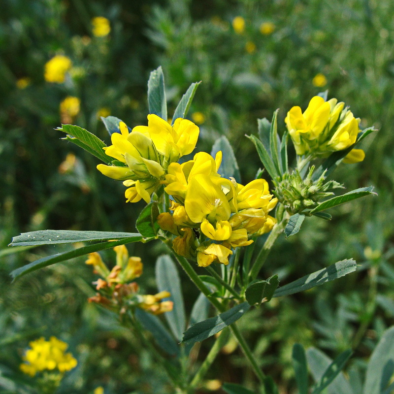Image of Medicago falcata specimen.