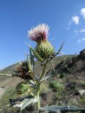 Cirsium argillosum. Верхушка побега с соцветиями. Дагестан, Докузпаринский р-н, окр. с. Мискинджа, щебнисто-глинистая осыпь над дорогой. 05.08.2024.