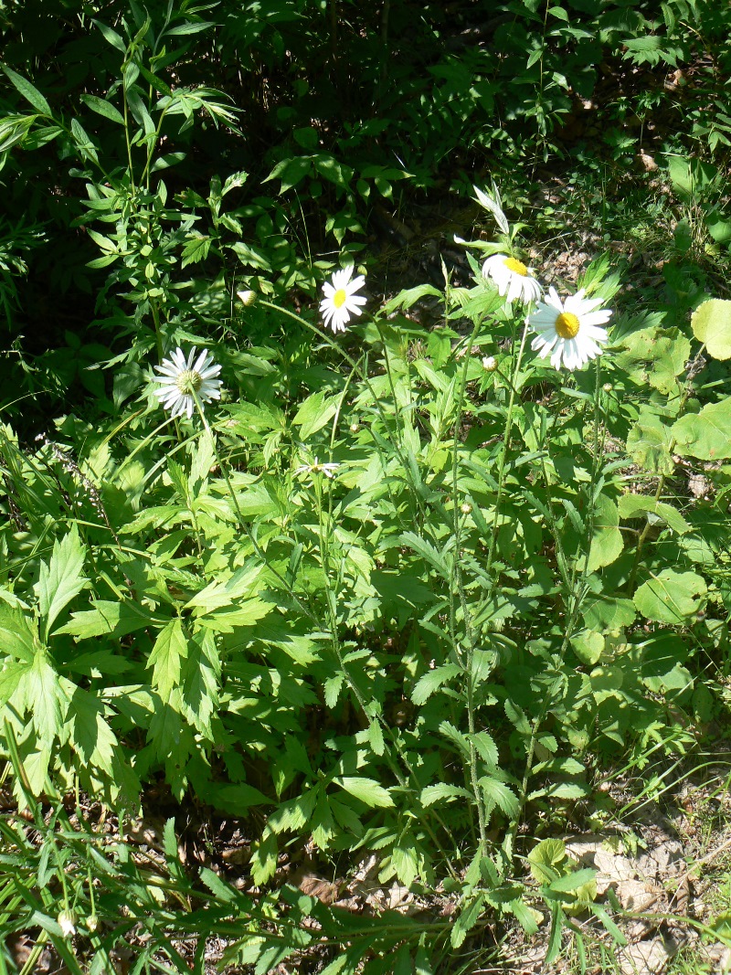 Image of Leucanthemum ircutianum specimen.