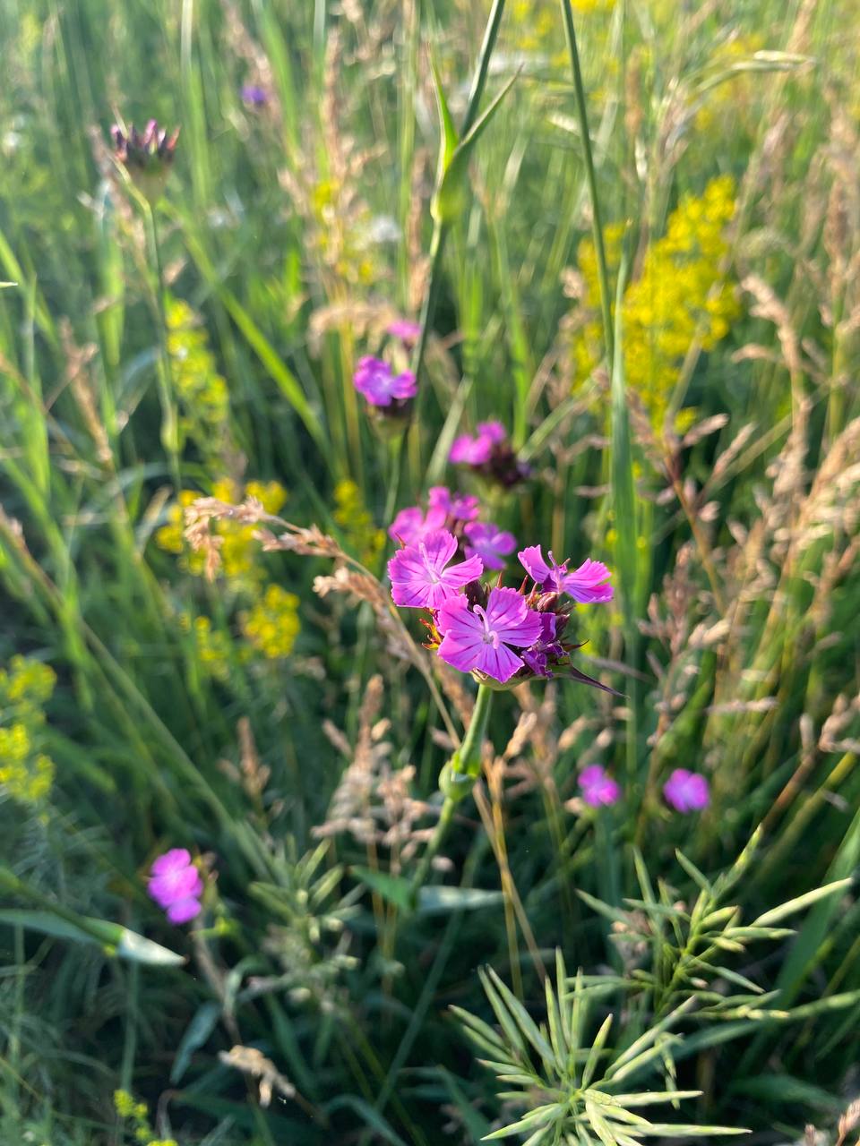 Изображение особи Dianthus andrzejowskianus.