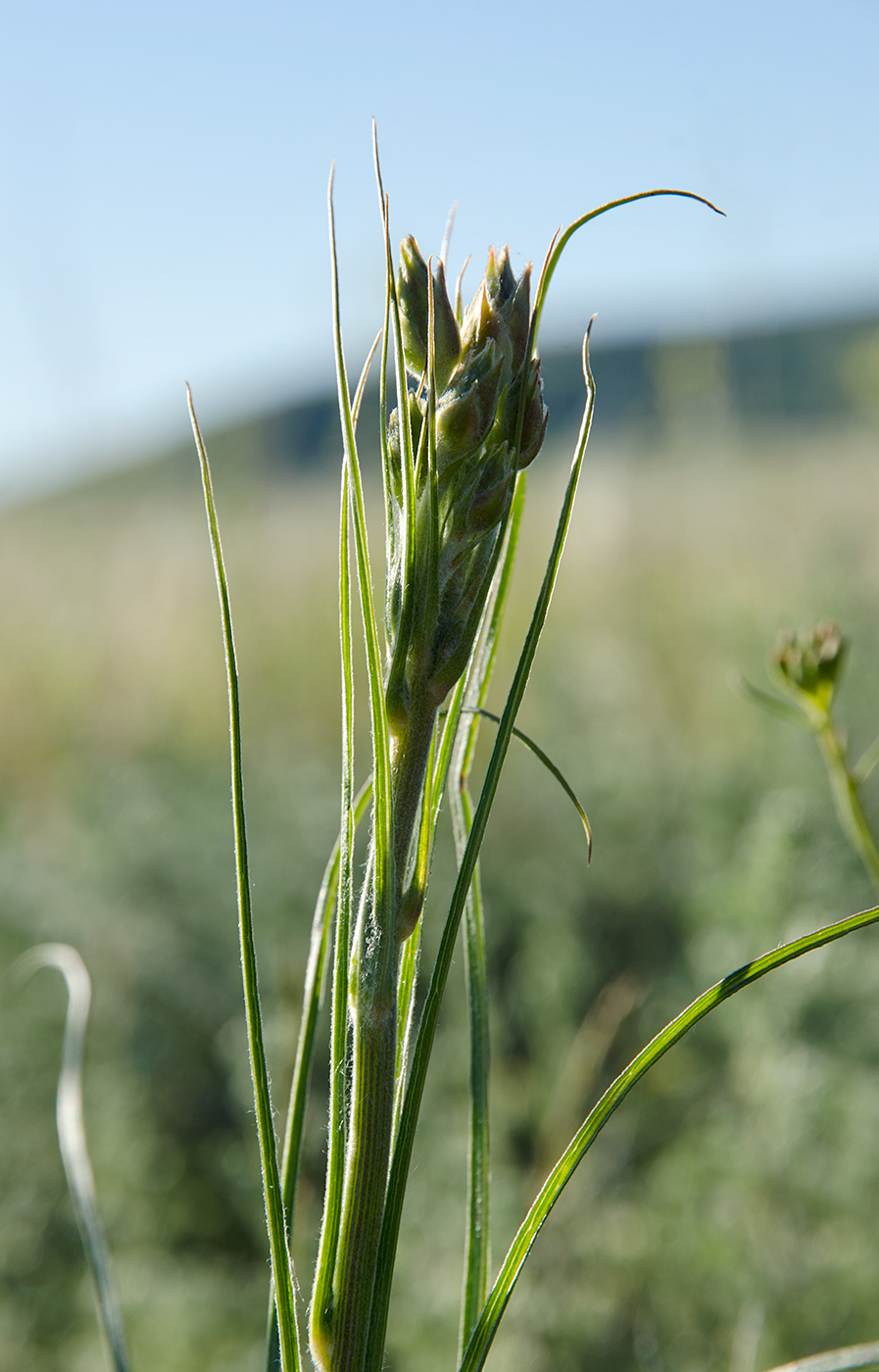 Image of Scorzonera stricta specimen.