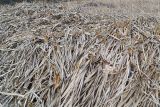 Scirpus sylvaticus