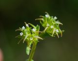 Image of taxon representative. Author is Виктор Колесников