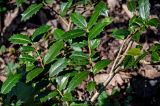 Ilex colchica. Часть ветви. Краснодарский край, Сочи, Хостинский р-н, ущ. р. Хоста, Тисово-самшитовая роща, смешанный лес. 10.03.2025.