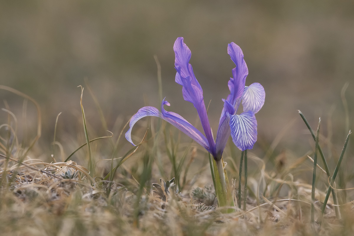 Image of Iris tenuifolia specimen.