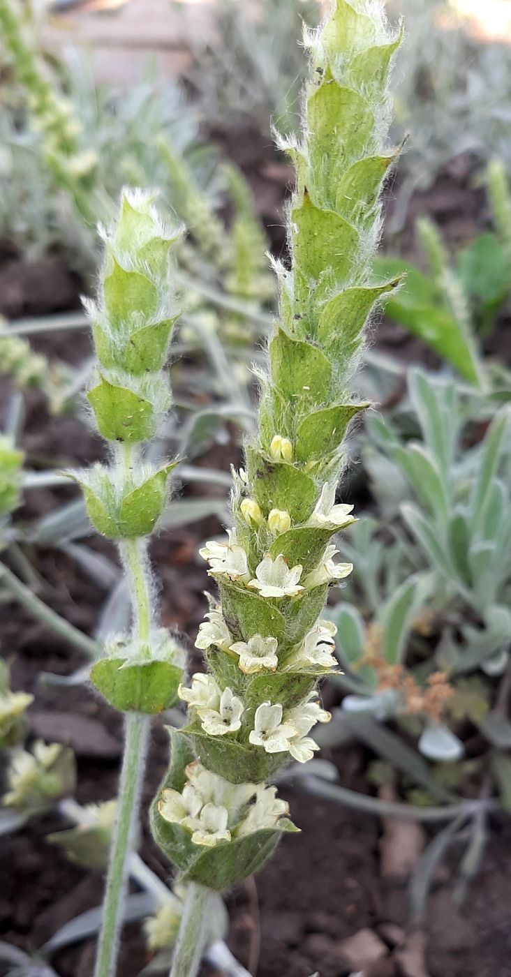 Изображение особи Sideritis scardica.