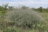 Gypsophila paniculata