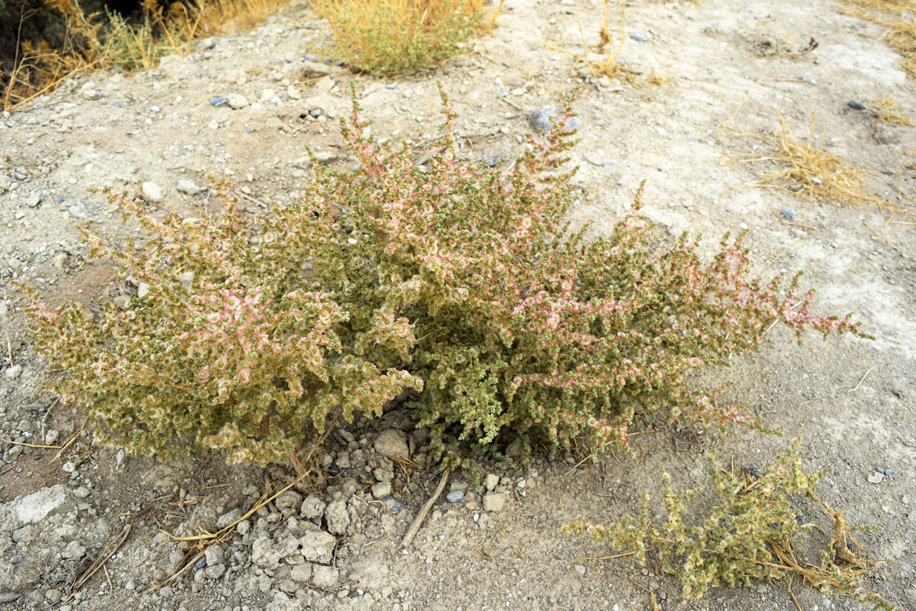 Изображение особи семейство Chenopodiaceae.