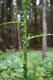 Cirsium palustre. Часть стебля. Тульская обл., Заокский р-н, Бутиково, просека между березняком и еловыми посадками. 28.06.2025.