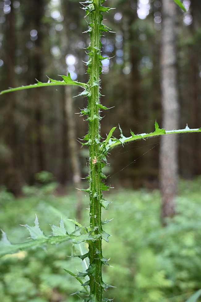 Image of Cirsium palustre specimen.